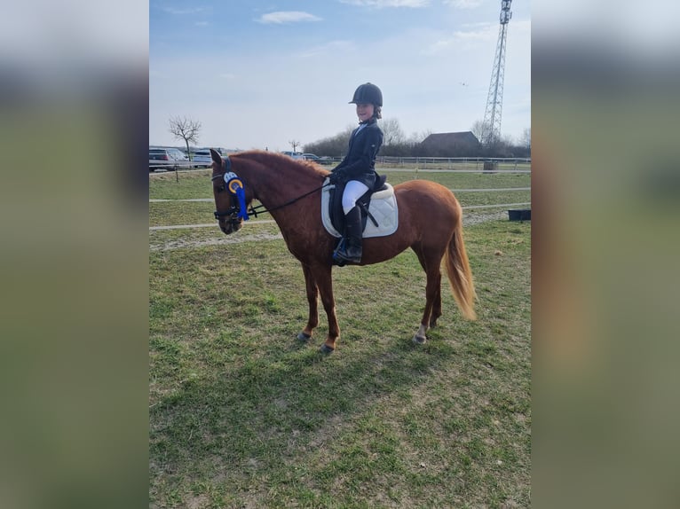 Deutsches Reitpony Mix Stute 5 Jahre Fuchs in Winsen (Aller)