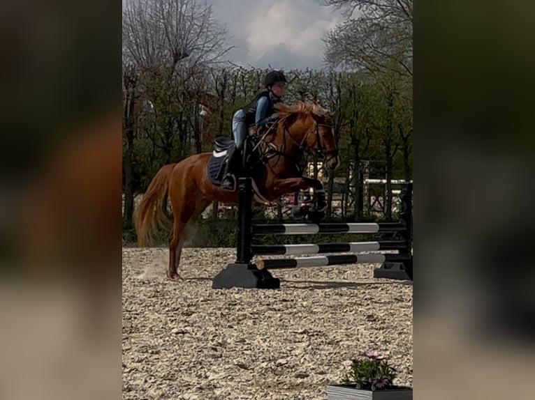 Deutsches Reitpony Mix Stute 5 Jahre Fuchs in Winsen (Aller)