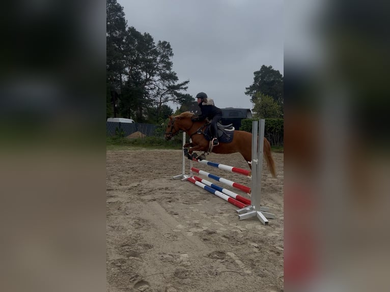 Deutsches Reitpony Mix Stute 5 Jahre Fuchs in Winsen (Aller)