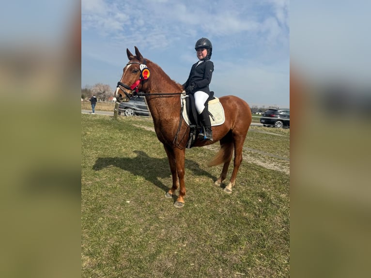 Deutsches Reitpony Mix Stute 5 Jahre Fuchs in Winsen (Aller)