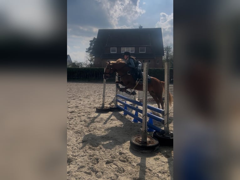 Deutsches Reitpony Mix Stute 5 Jahre Fuchs in Winsen (Aller)