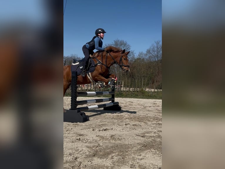 Deutsches Reitpony Mix Stute 5 Jahre Fuchs in Winsen (Aller)