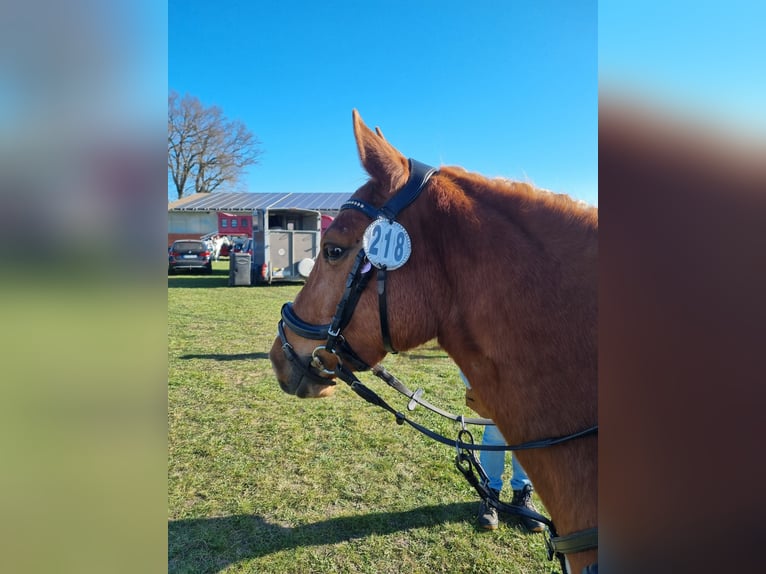 Deutsches Reitpony Mix Stute 5 Jahre Fuchs in Winsen (Aller)