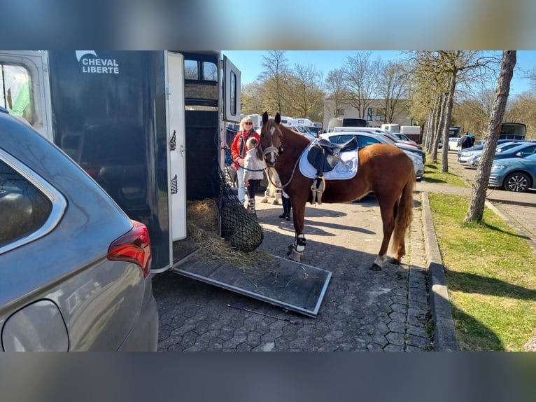 Deutsches Reitpony Mix Stute 5 Jahre Fuchs in Winsen (Aller)