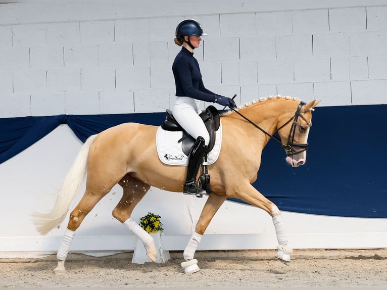 Deutsches Reitpony Stute 5 Jahre Palomino in Marsberg