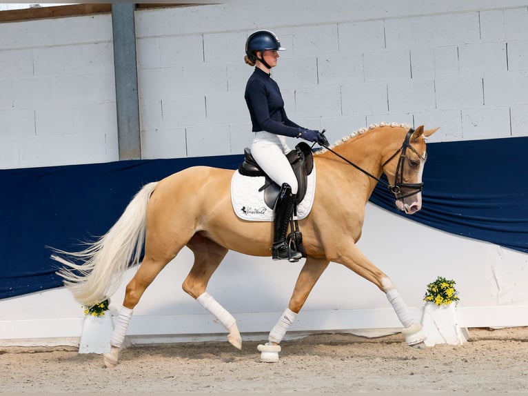 Deutsches Reitpony Stute 5 Jahre Palomino in Marsberg
