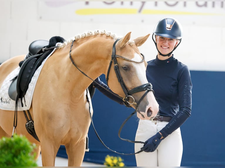 Deutsches Reitpony Stute 5 Jahre Palomino in Marsberg