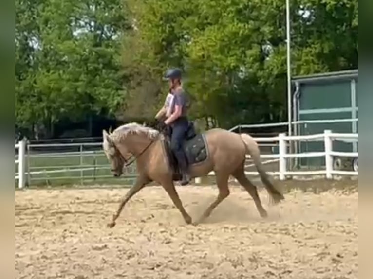 Deutsches Reitpony Stute 5 Jahre Palomino in Stöckse