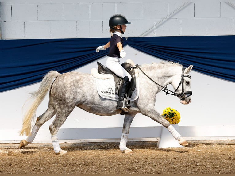 Deutsches Reitpony Stute 6 Jahre 121 cm Schimmel in Marsberg