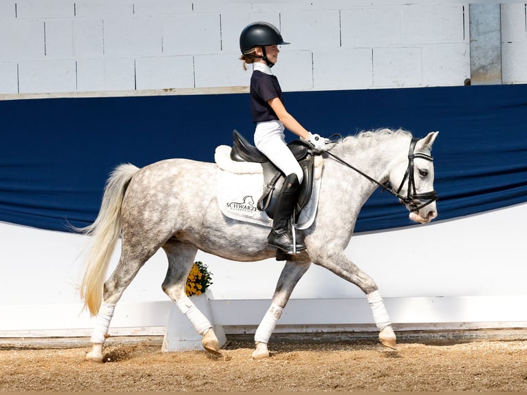 Deutsches Reitpony Stute 6 Jahre 121 cm Schimmel in Marsberg