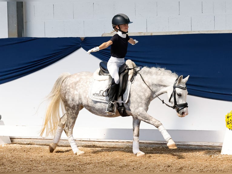 Deutsches Reitpony Stute 6 Jahre 121 cm Schimmel in Marsberg