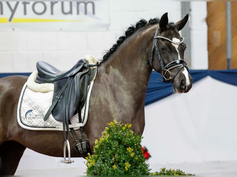 Deutsches Reitpony Stute 6 Jahre 133 cm Rappe in Marsberg