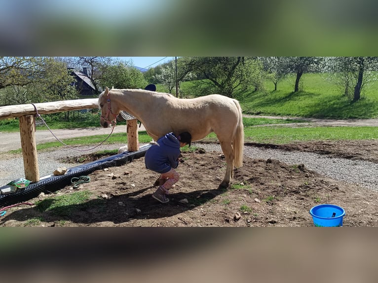 Deutsches Reitpony Stute 6 Jahre 134 cm Palomino in Mayerling