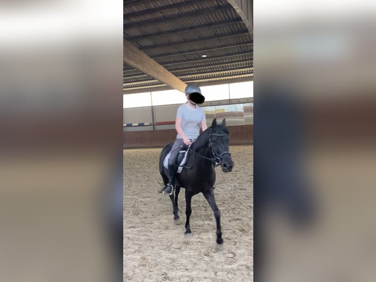 Deutsches Reitpony Mix Stute 6 Jahre 134 cm Rappe in Garbsen