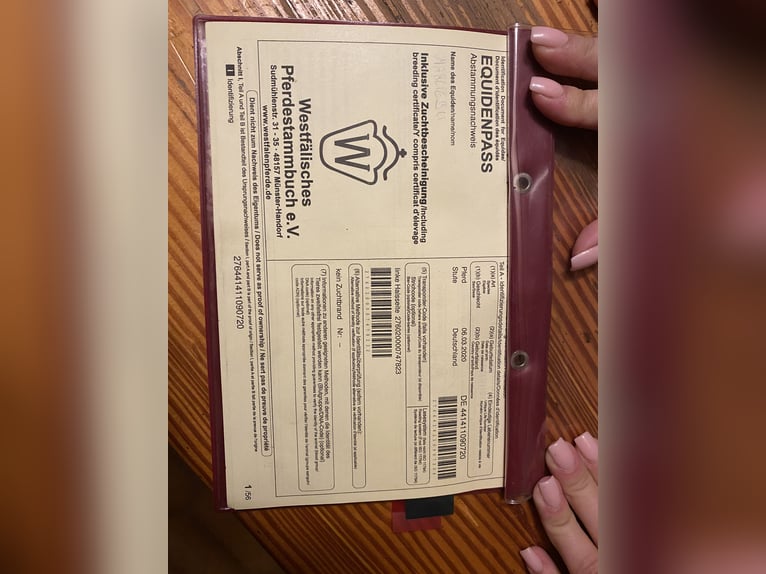 Deutsches Reitpony Stute 6 Jahre 138 cm Brauner in Trautskirchen