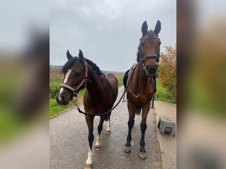 Deutsches Reitpony Stute 6 Jahre 138 cm Brauner in Trautskirchen