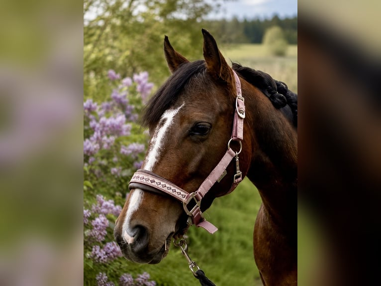 Deutsches Reitpony Stute 6 Jahre 138 cm Brauner in Trautskirchen