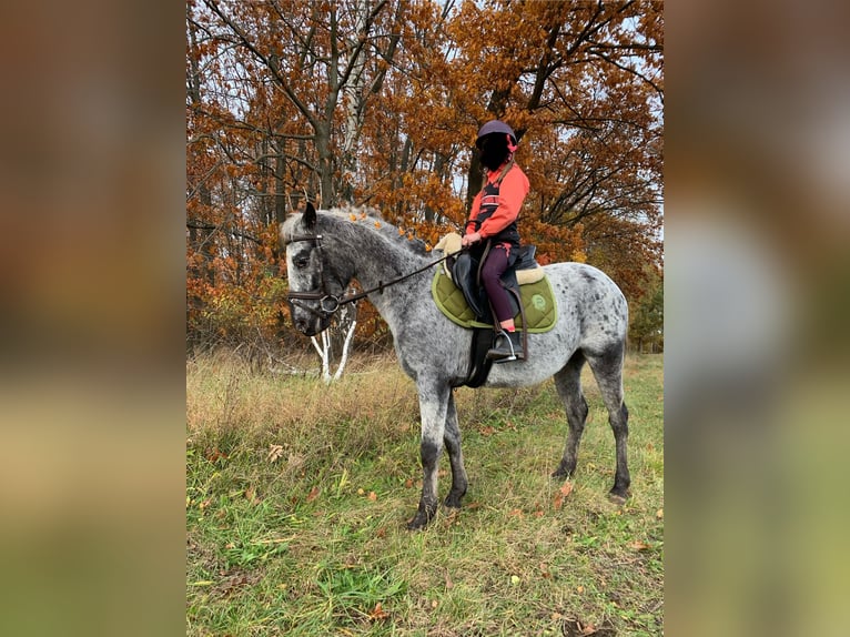 Deutsches Reitpony Mix Stute 6 Jahre 138 cm Schecke in Altlandsberg