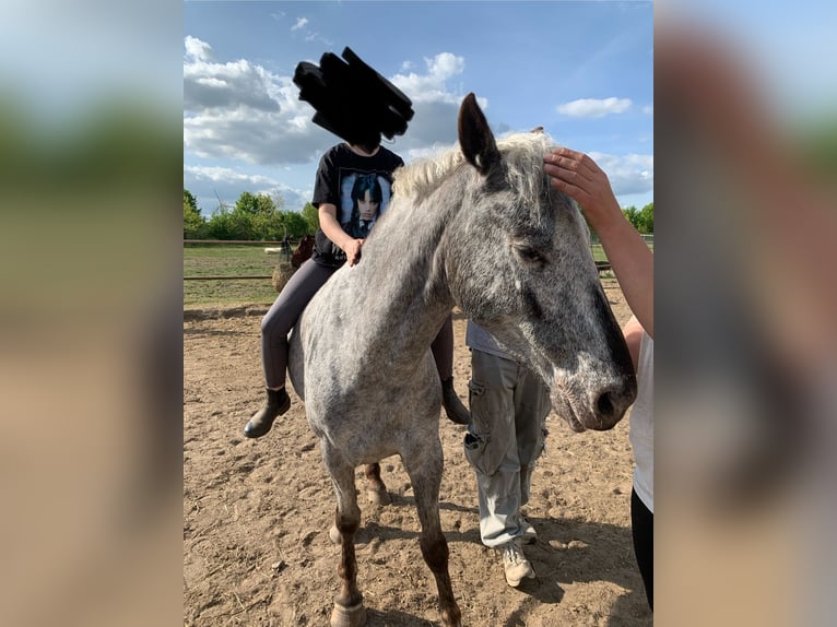 Deutsches Reitpony Mix Stute 6 Jahre 138 cm Schecke in Altlandsberg
