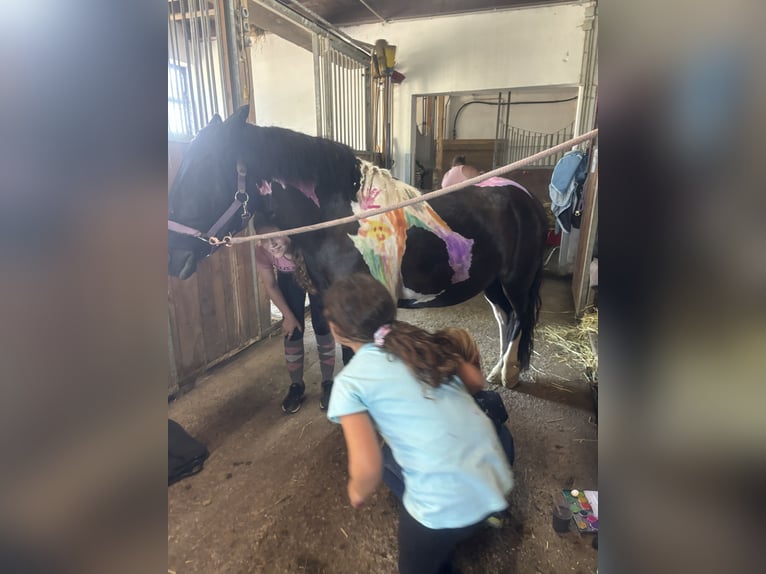 Deutsches Reitpony Mix Stute 6 Jahre 138 cm Schecke in Gföhl