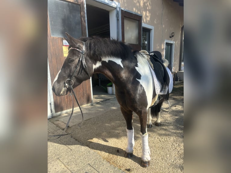 Deutsches Reitpony Mix Stute 6 Jahre 138 cm Schecke in Gföhl