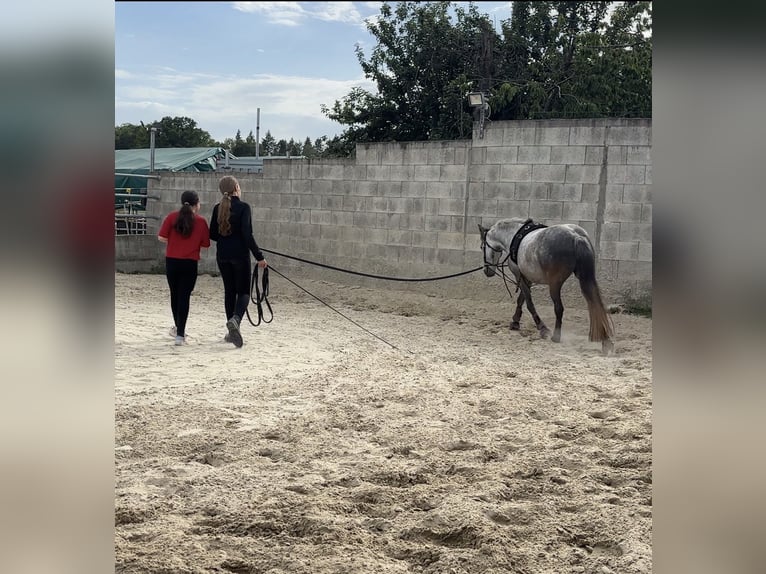 Deutsches Reitpony Mix Stute 6 Jahre 138 cm Schimmel in Calw