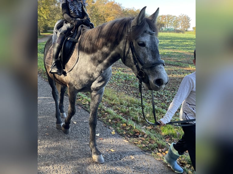 Deutsches Reitpony Mix Stute 6 Jahre 138 cm Schimmel in Calw