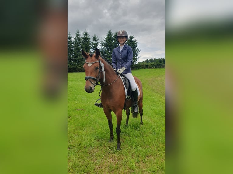 Deutsches Reitpony Stute 6 Jahre 140 cm Brauner in Limbach-Oberfrohna