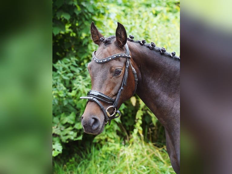 Deutsches Reitpony Stute 6 Jahre 140 cm Dunkelbrauner in Jesteburg