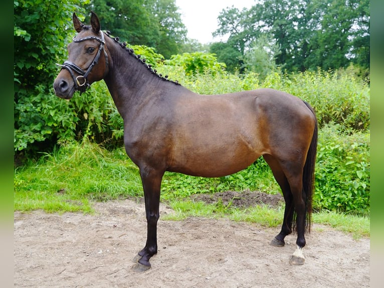 Deutsches Reitpony Stute 6 Jahre 140 cm Dunkelbrauner in Jesteburg