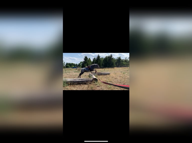 Deutsches Reitpony Mix Stute 6 Jahre 140 cm Fliegenschimmel in Altlandsberg