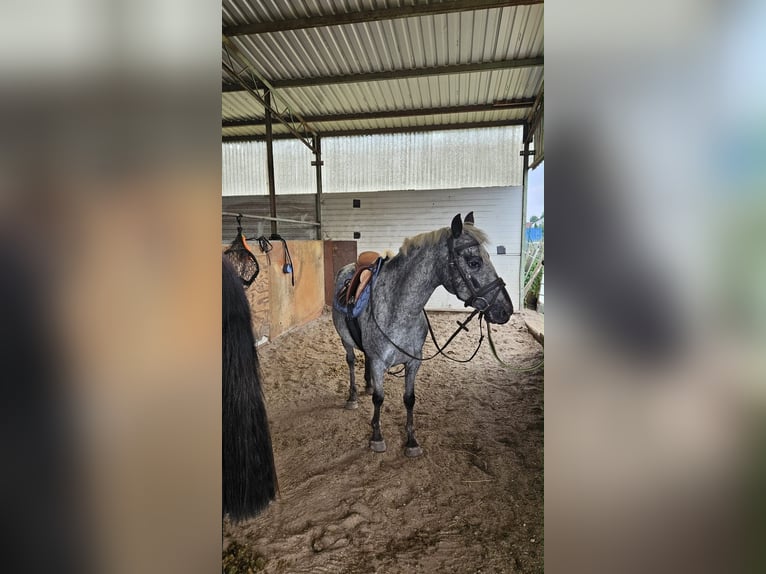 Deutsches Reitpony Mix Stute 6 Jahre 140 cm Fliegenschimmel in Altlandsberg