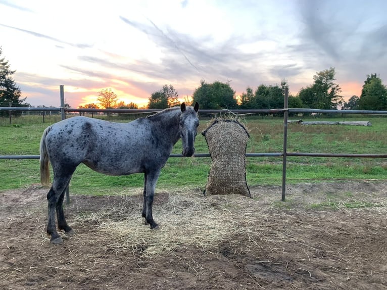 Deutsches Reitpony Mix Stute 6 Jahre 140 cm Fliegenschimmel in Altlandsberg