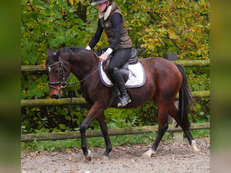 Deutsches Reitpony Stute 6 Jahre 141 cm in Dorsten