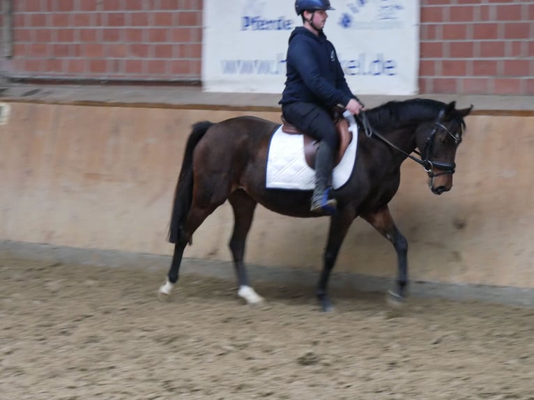 Deutsches Reitpony Stute 6 Jahre 141 cm in Dorsten