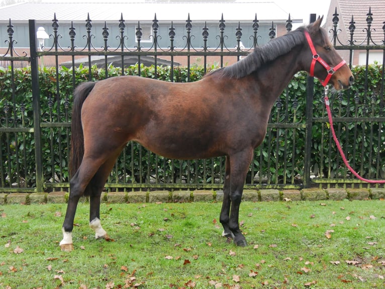 Deutsches Reitpony Stute 6 Jahre 141 cm in Dorsten