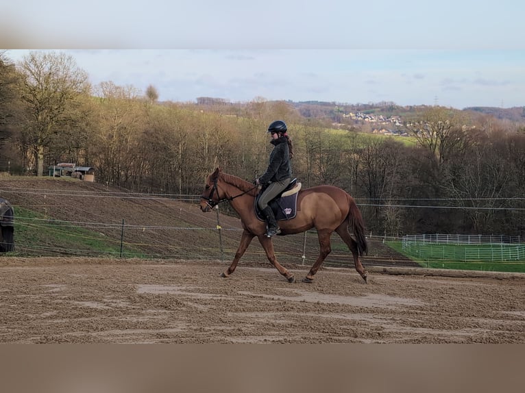 Deutsches Reitpony Stute 6 Jahre 141 cm Fuchs in Morsbach