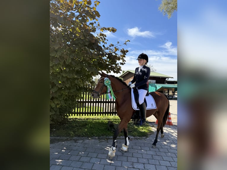 Deutsches Reitpony Stute 6 Jahre 142 cm Brauner in Inning am Ammersee