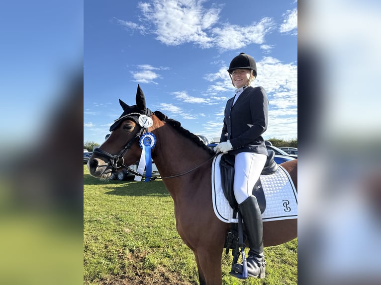 Deutsches Reitpony Stute 6 Jahre 142 cm Brauner in Inning am Ammersee