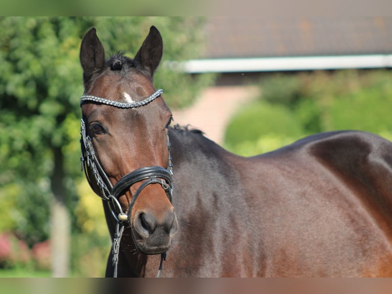 Deutsches Reitpony Stute 6 Jahre 142 cm Dunkelbrauner in Deinstedt