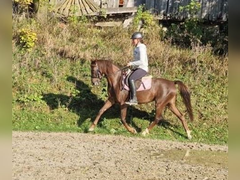Deutsches Reitpony Stute 6 Jahre 142 cm Fuchs in Hammersedt