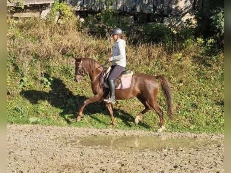 Deutsches Reitpony Stute 6 Jahre 142 cm Fuchs in Hammersedt