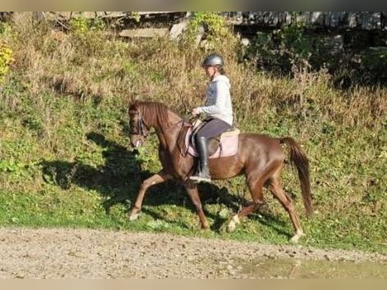 Deutsches Reitpony Stute 6 Jahre 142 cm Fuchs in Hammersedt