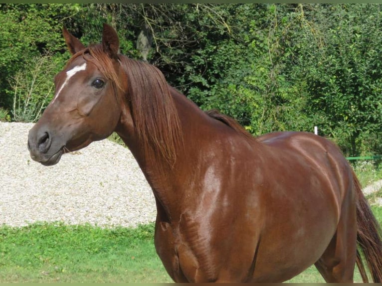 Deutsches Reitpony Stute 6 Jahre 142 cm Fuchs in Hammersedt