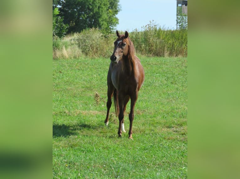 Deutsches Reitpony Stute 6 Jahre 142 cm Fuchs in Hammersedt