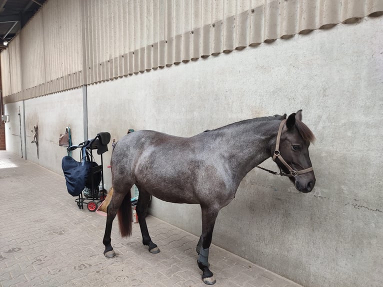 Deutsches Reitpony Stute 6 Jahre 142 cm Roan-Blue in Frechen