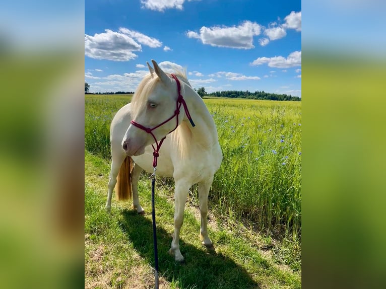 Deutsches Reitpony Stute 6 Jahre 143 cm Cremello in Frankenau