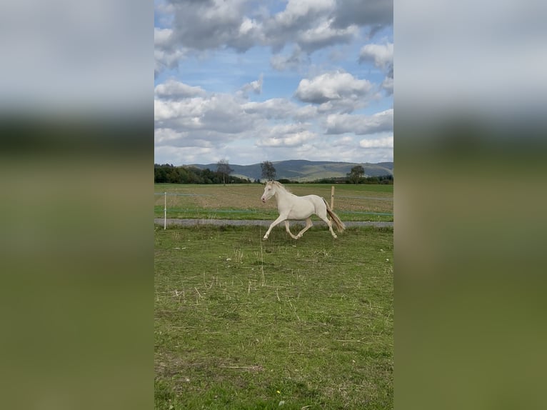 Deutsches Reitpony Stute 6 Jahre 143 cm Cremello in Frankenau