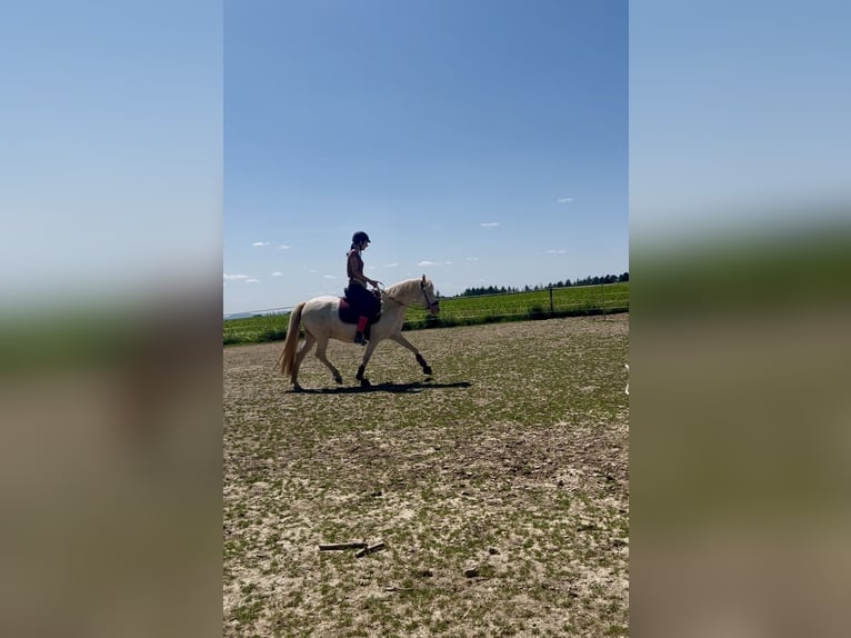 Deutsches Reitpony Stute 6 Jahre 143 cm Cremello in Frankenau