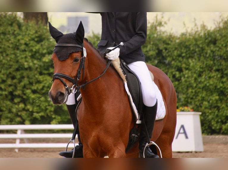 Deutsches Reitpony Stute 6 Jahre 144 cm Brauner in Ochtrup